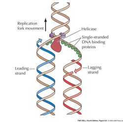 Dna structure and replication packet