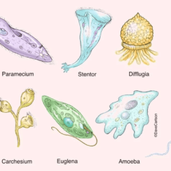 Protozoos protozoa protista reino escuelapedia ihmc mirip belajar mari